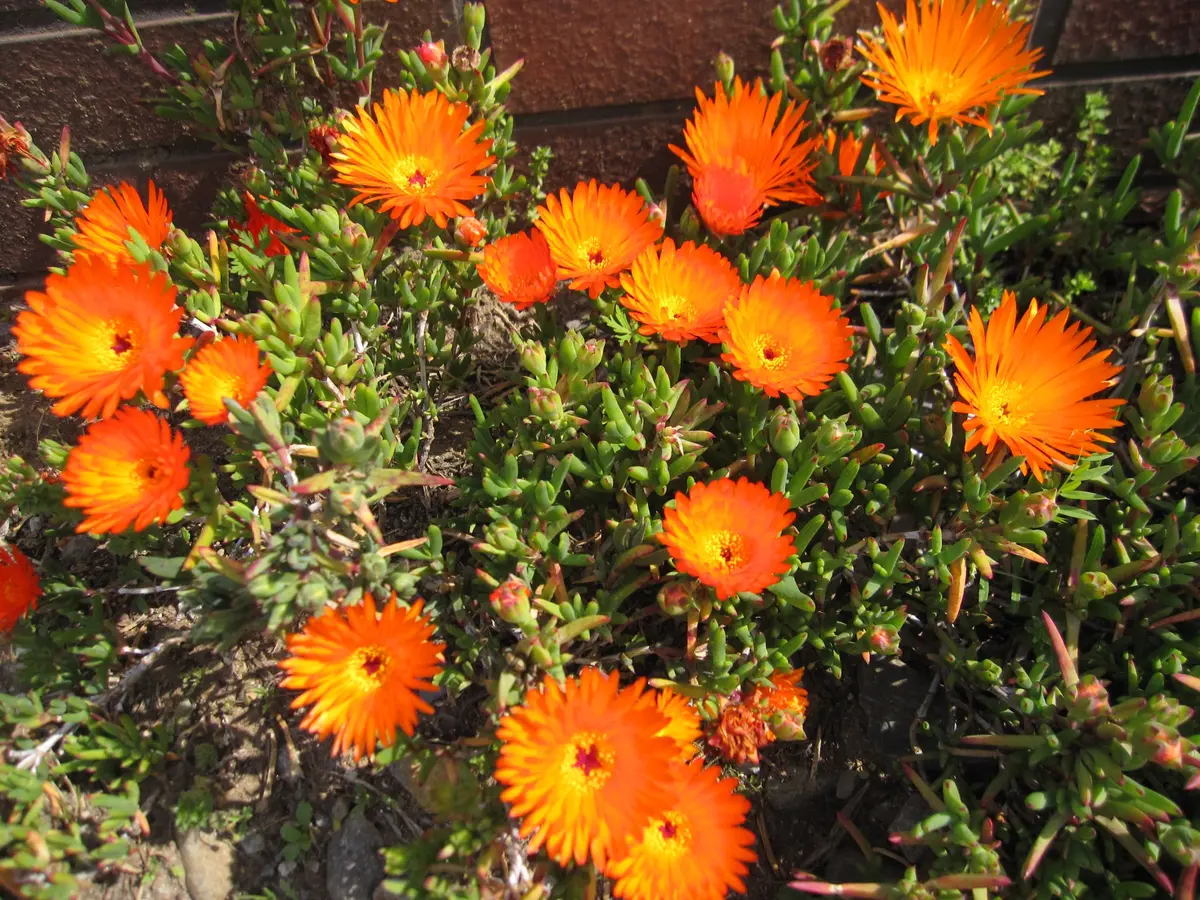 松葉菊いっぱい♪