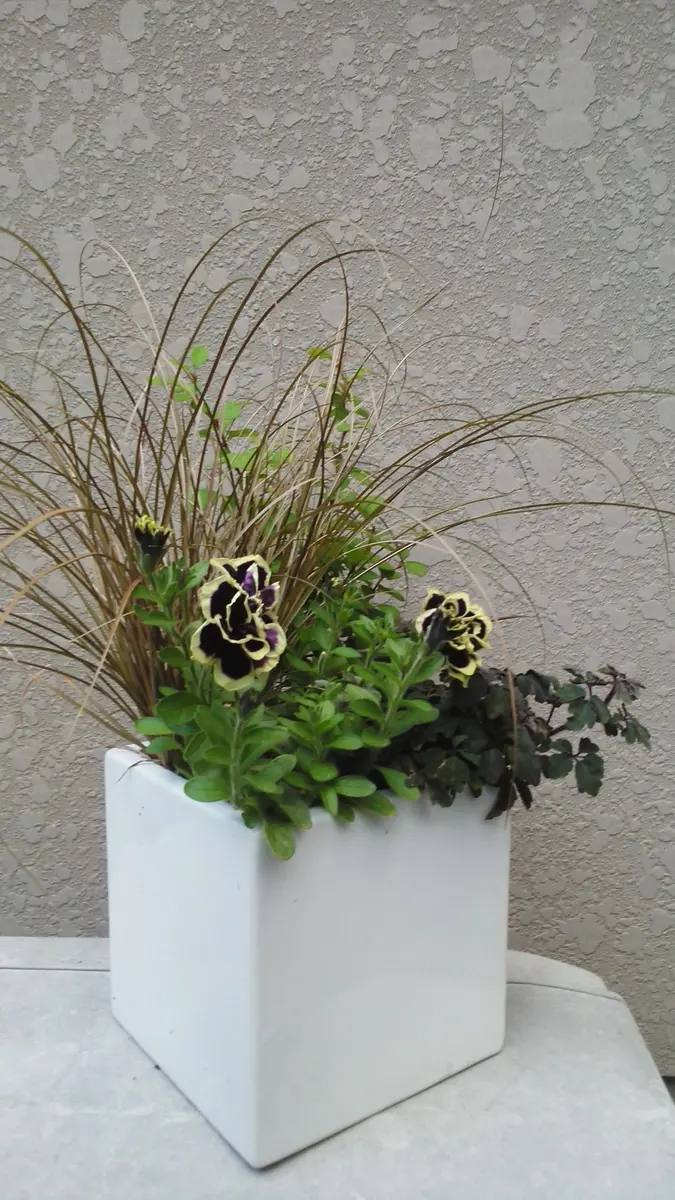 ペチュニア 花衣 黒真珠を使った和モ「寄せ植え」のアルバム
