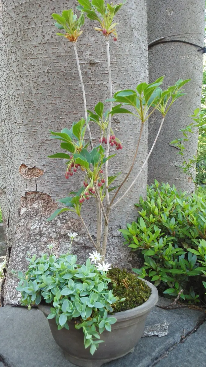 ベニサラサドウダンを使って、持ち込み「寄せ植え」のアルバム