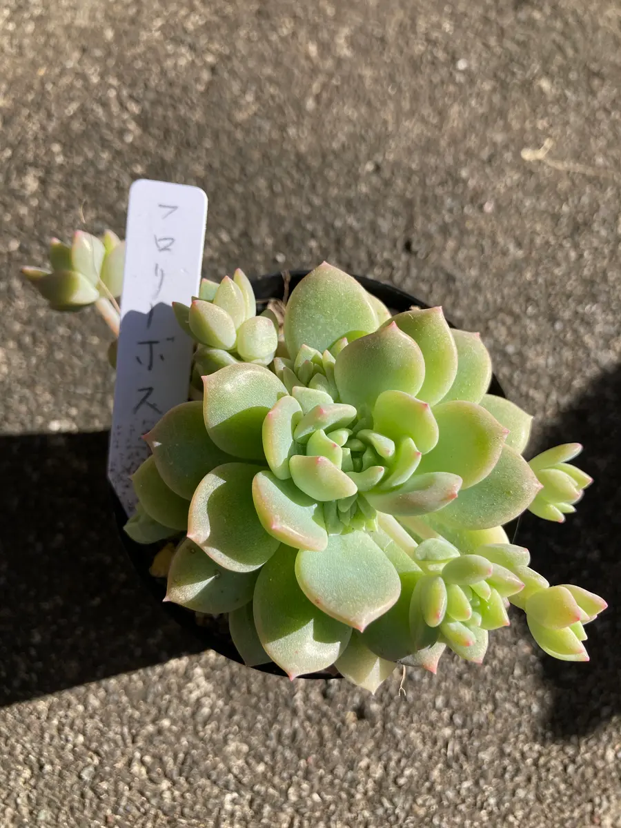 フロリーボス「多肉ちゃん」のアルバム-みんなの趣味の園芸1816196
