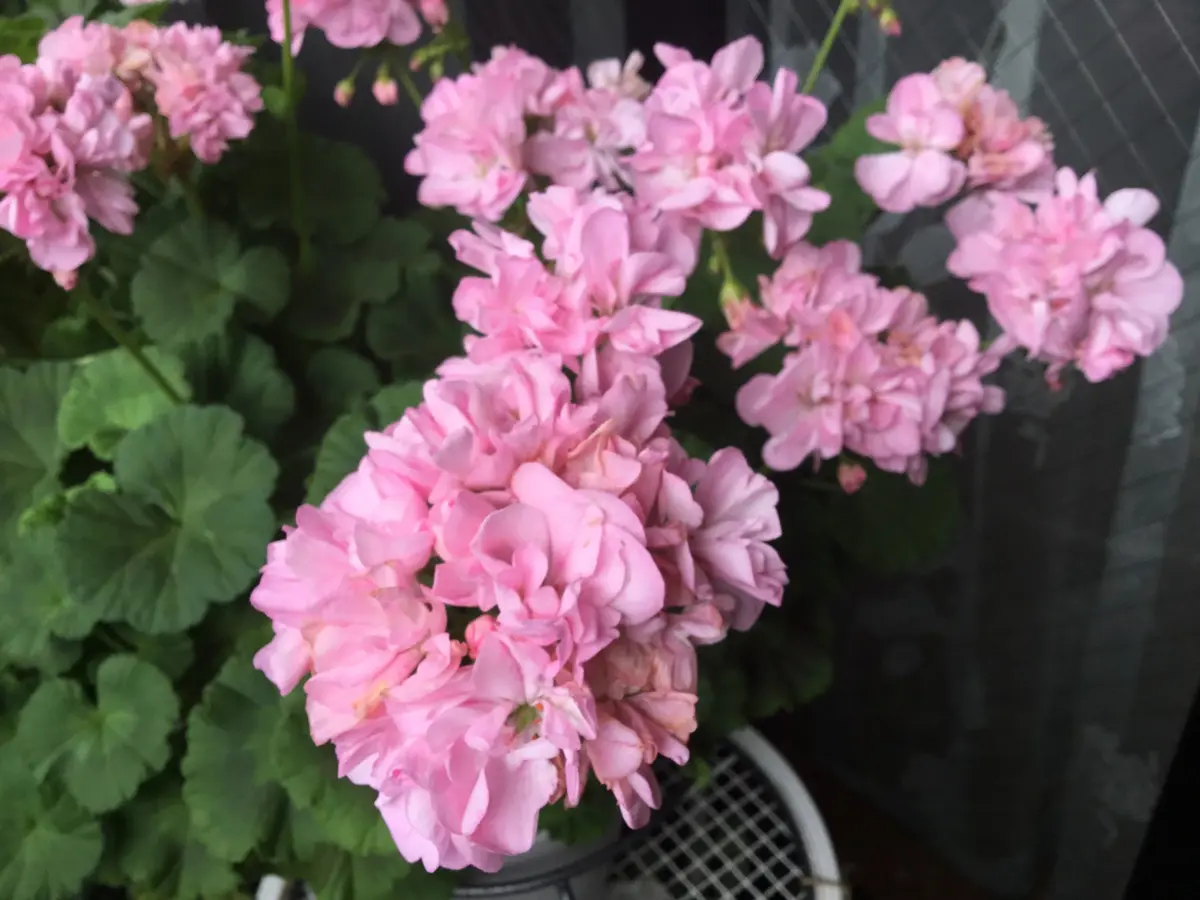 ゼラニウムファインチェリー紫がか「ちと坊やのベランダ」の