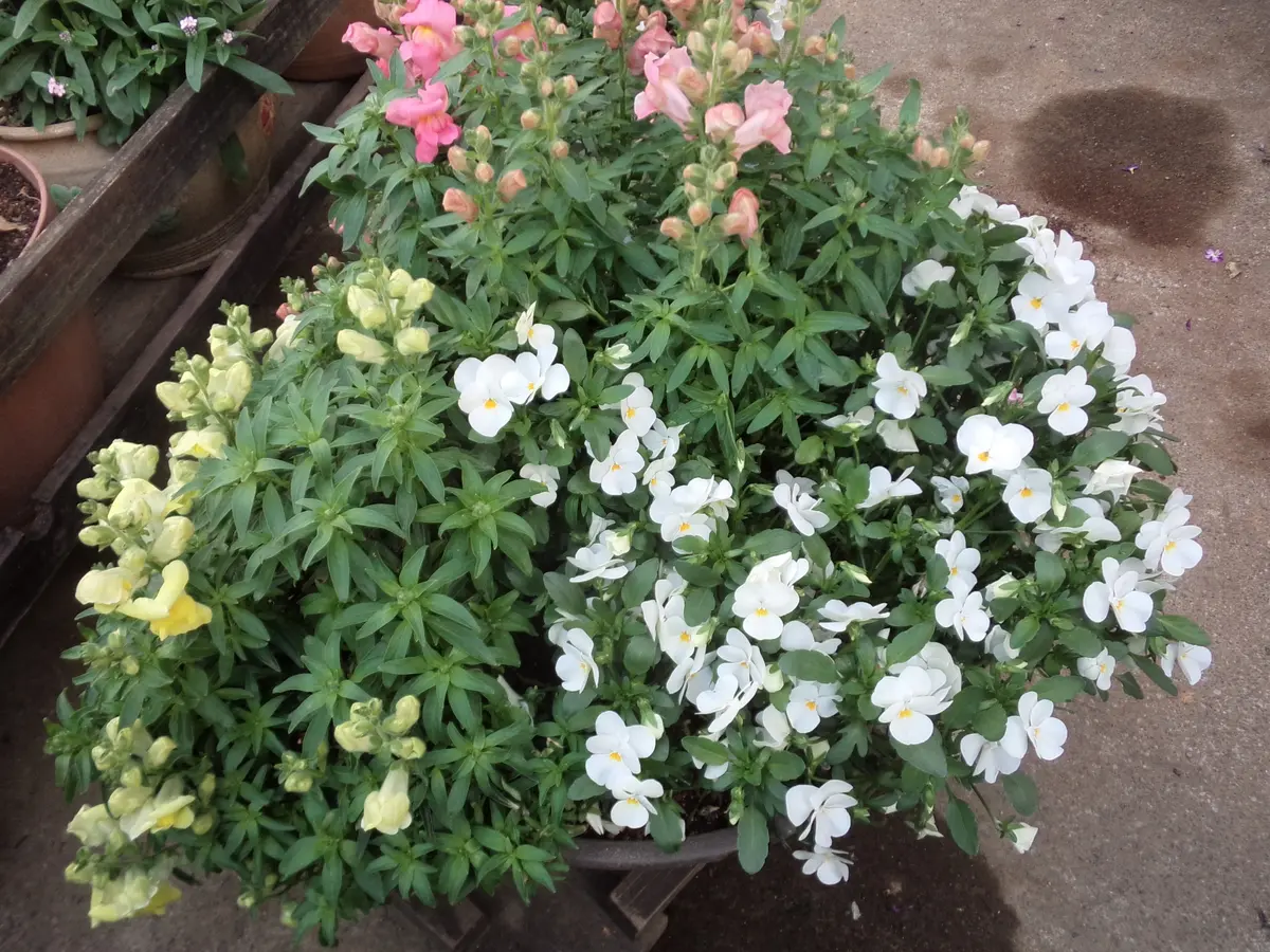 金魚草の2種類にパンジーです。「寄せ植えを作りました」のアルバム