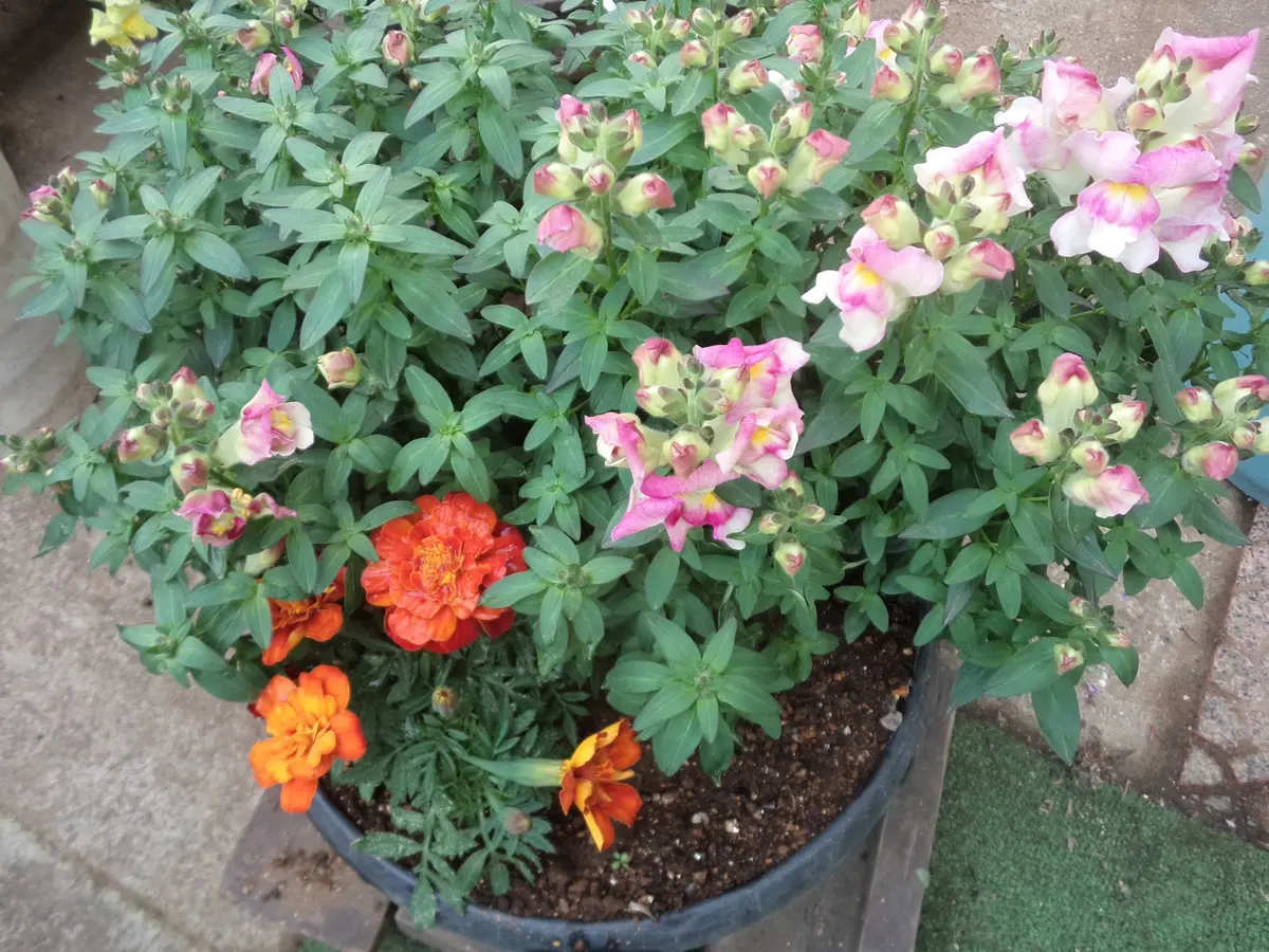 お花　寄せ植え　金魚草 ビオラの寄せ植え後、金魚草(アールグレイ)の成長記録｜そだレポ