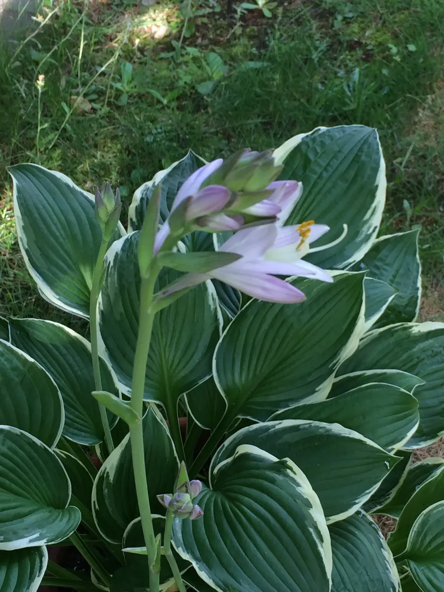 ギボウシ「2017庭の植物と生き物と」のアルバム-みんなの趣味の