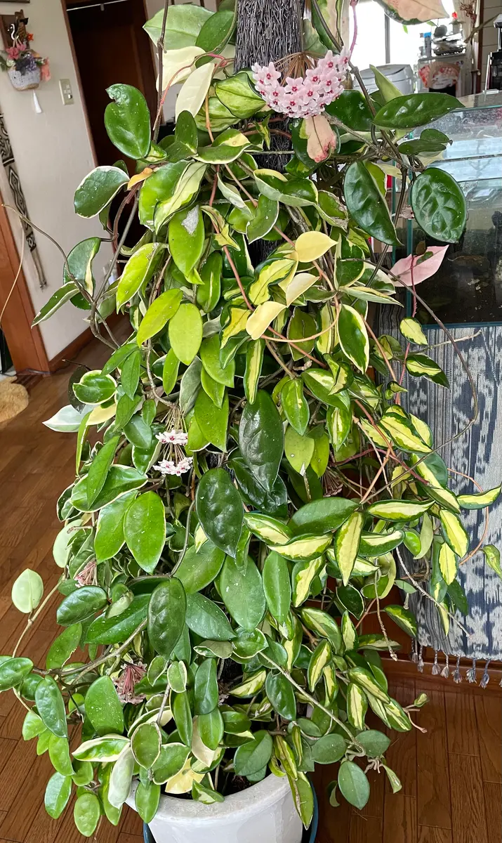 3種寄せ植えのホヤ最盛期も過ぎあの雑「サクララン「ホヤ」」の 3種寄せ植えのホヤ最盛期も過ぎあの雑「サクララン「ホヤ」」の