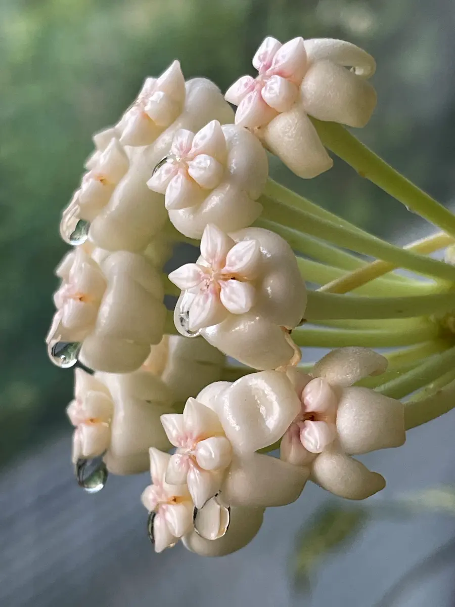花の蜜が綺麗🥰「サクララン「ホヤ」」のアルバム-みんなの趣味の園芸