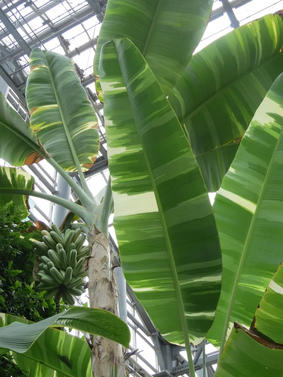 斑入りバナナ　中型観葉植物 緑白ストライプ 斑入りバナナ 中型観葉植物 緑白ストライプ 斑入りバナナ 中型
