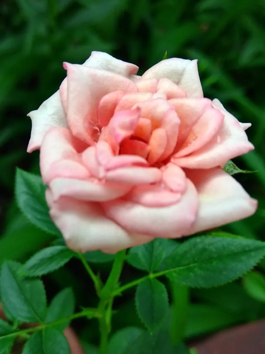 ミニバラ タマラコルダーナ「薔薇ダイアリー」のアルバム-みんなの趣味