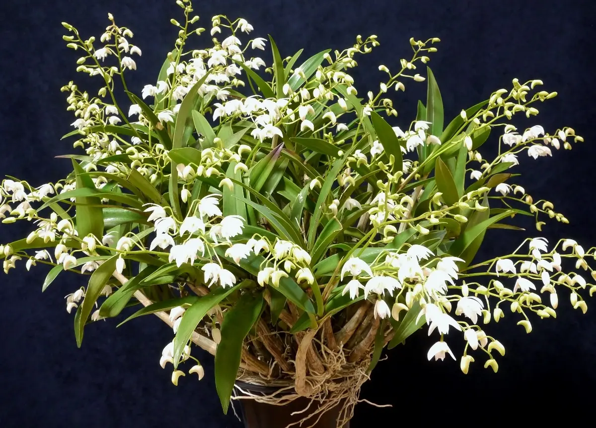 デンドロビウム・キンギアナム系の写真-みんなの趣味の園芸153097