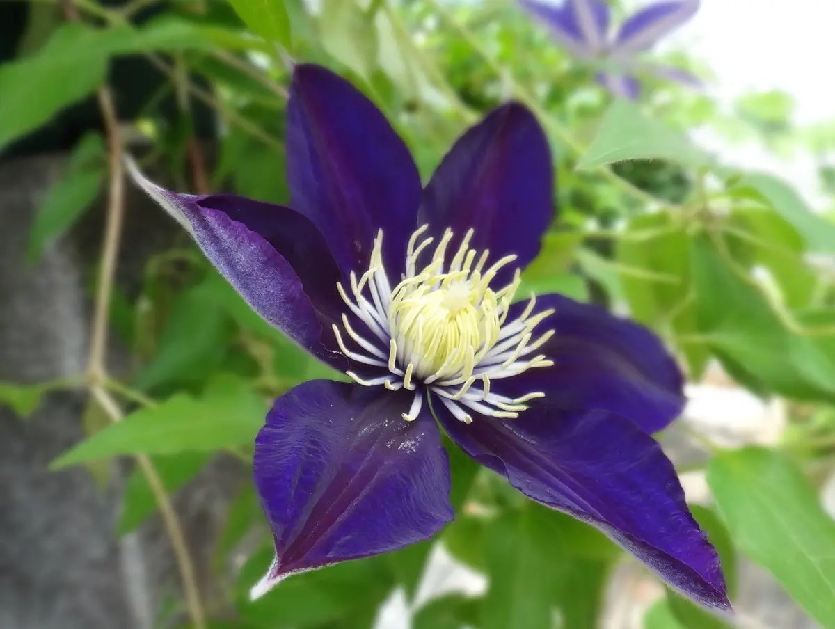 クレマチス・紫栄紫栄の2番花は、1番花「早咲き大輪系