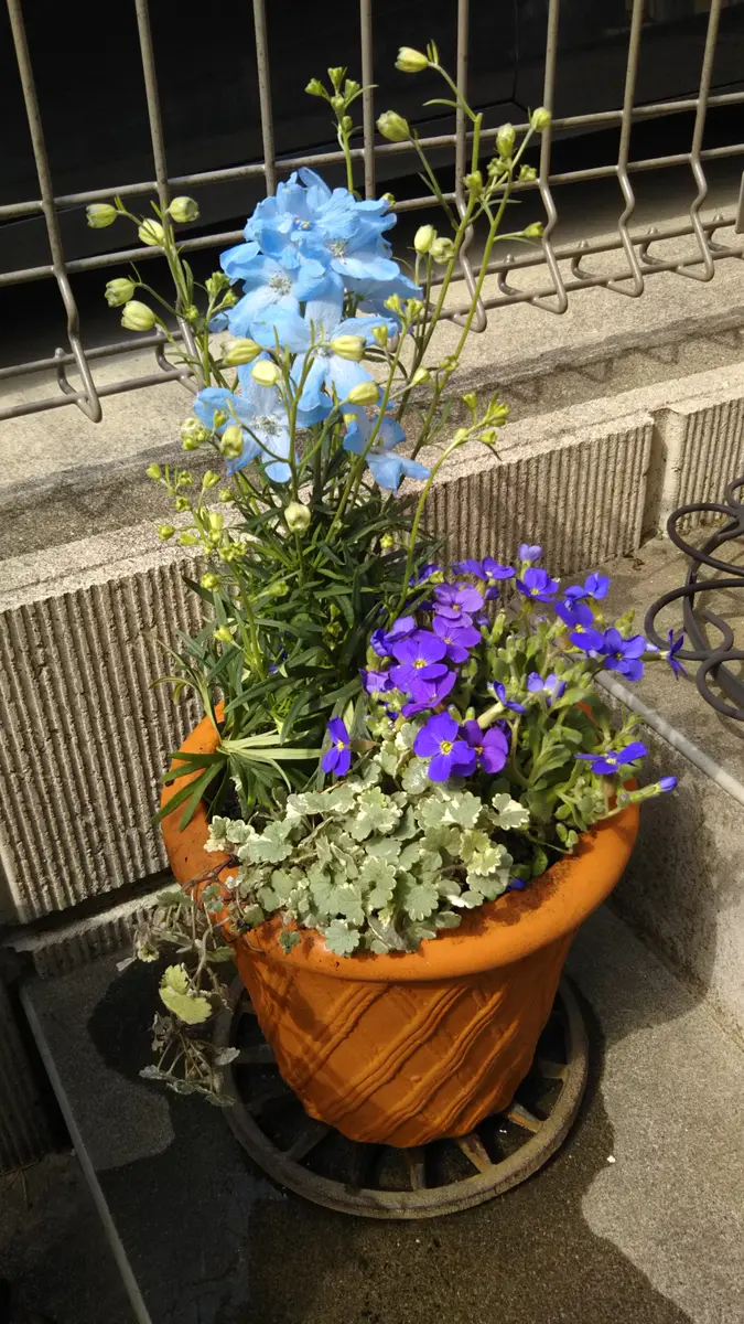201803春の寄せ植え(小)一度デルフィ「寄せ植え写真」のアルバム