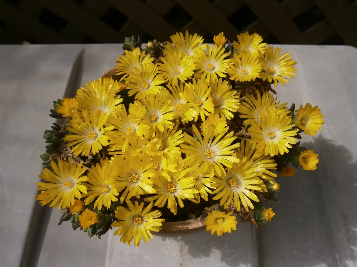 松葉菊いっぱい♪