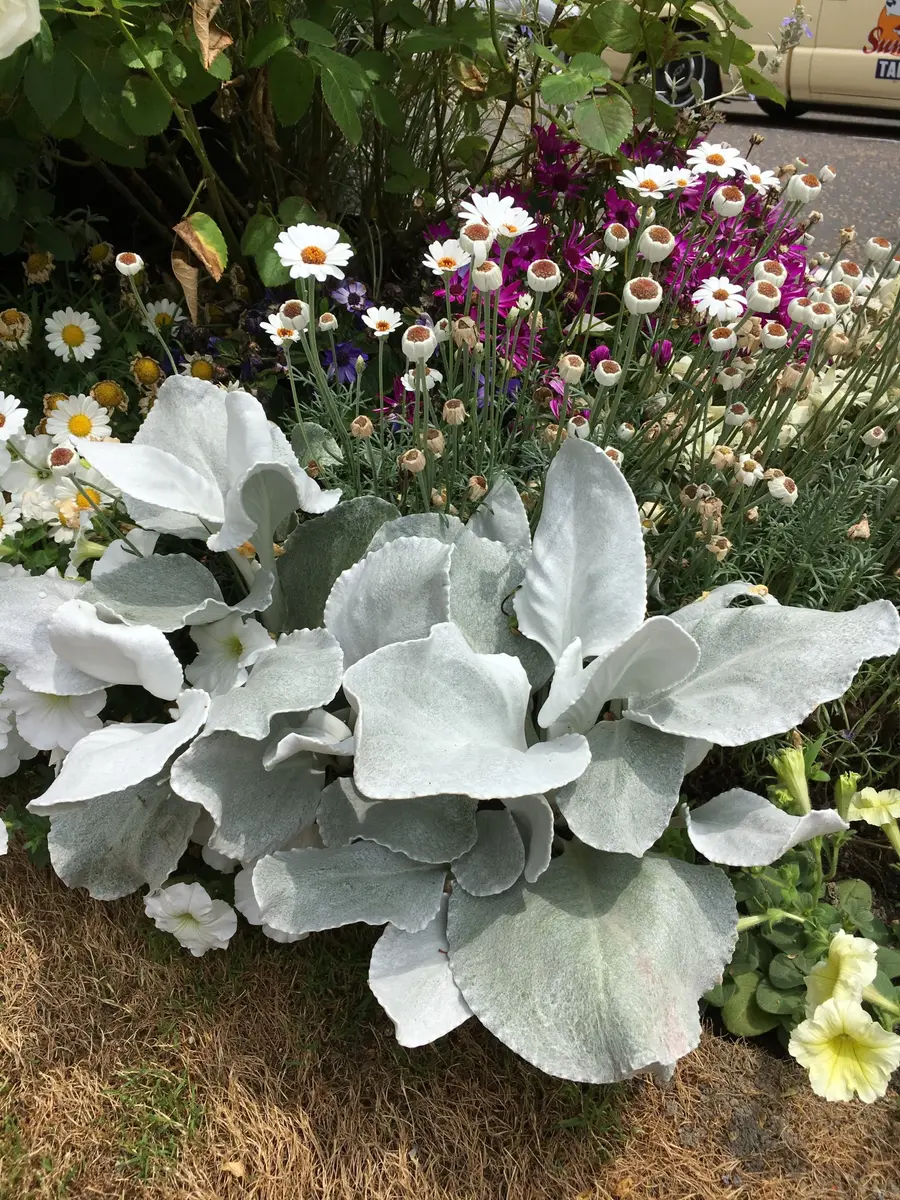 セネシオエンジェルウィングスきれい「よこはま緑化フェアで花散策