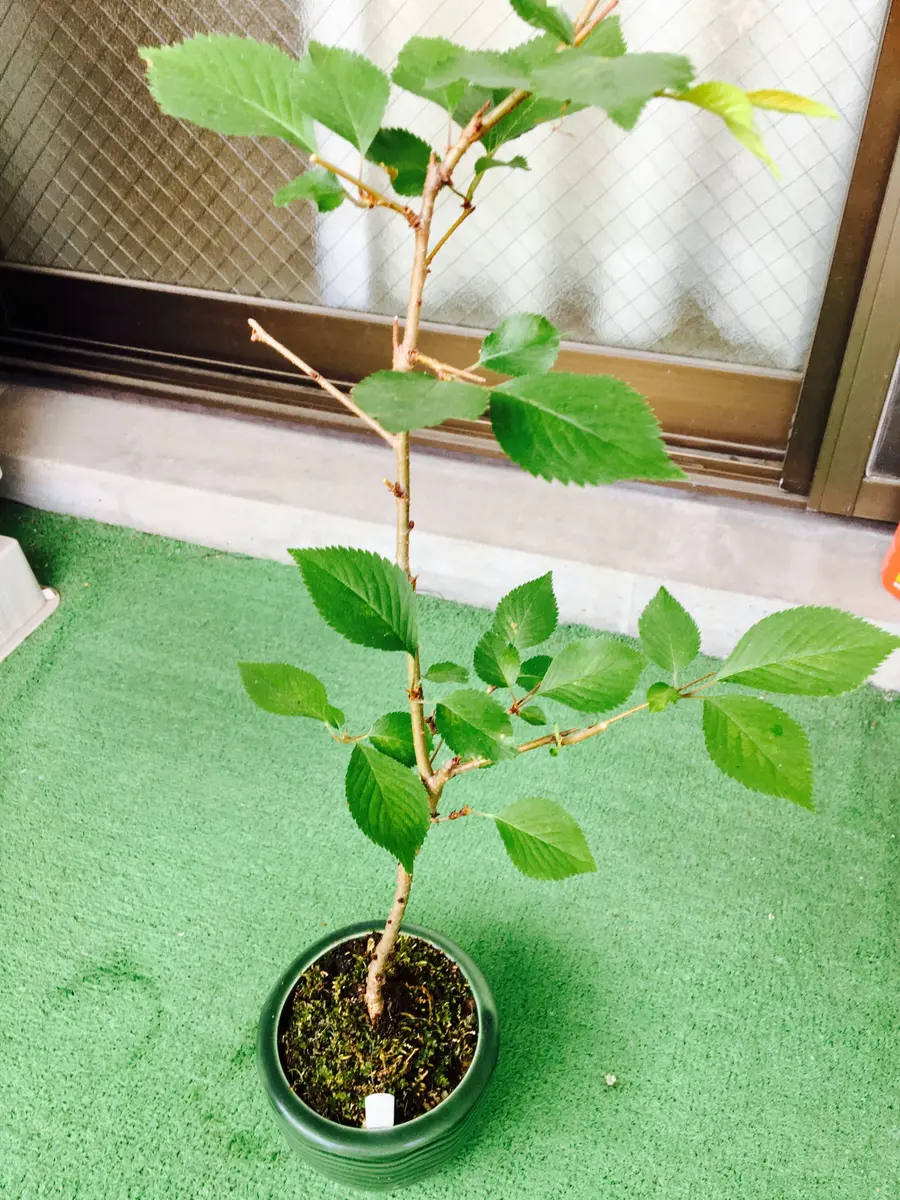 八重咲紅枝垂れ桜の実生苗です。3年生。「実生苗」のアルバム
