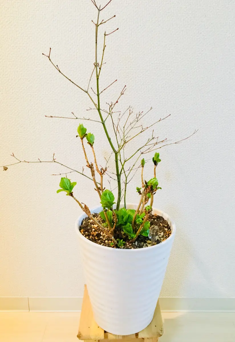 モミジとアジサイの寄せ植え紫陽花が...「寄せ植え」のアルバム 