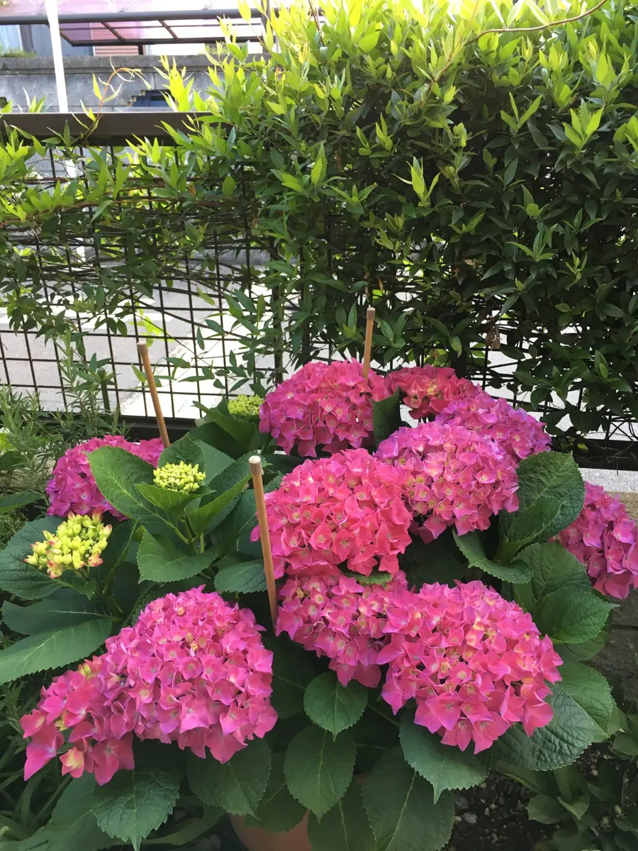 赤い紫陽花、パリジェンヌです。今年で「紫陽花の庭」のアルバム