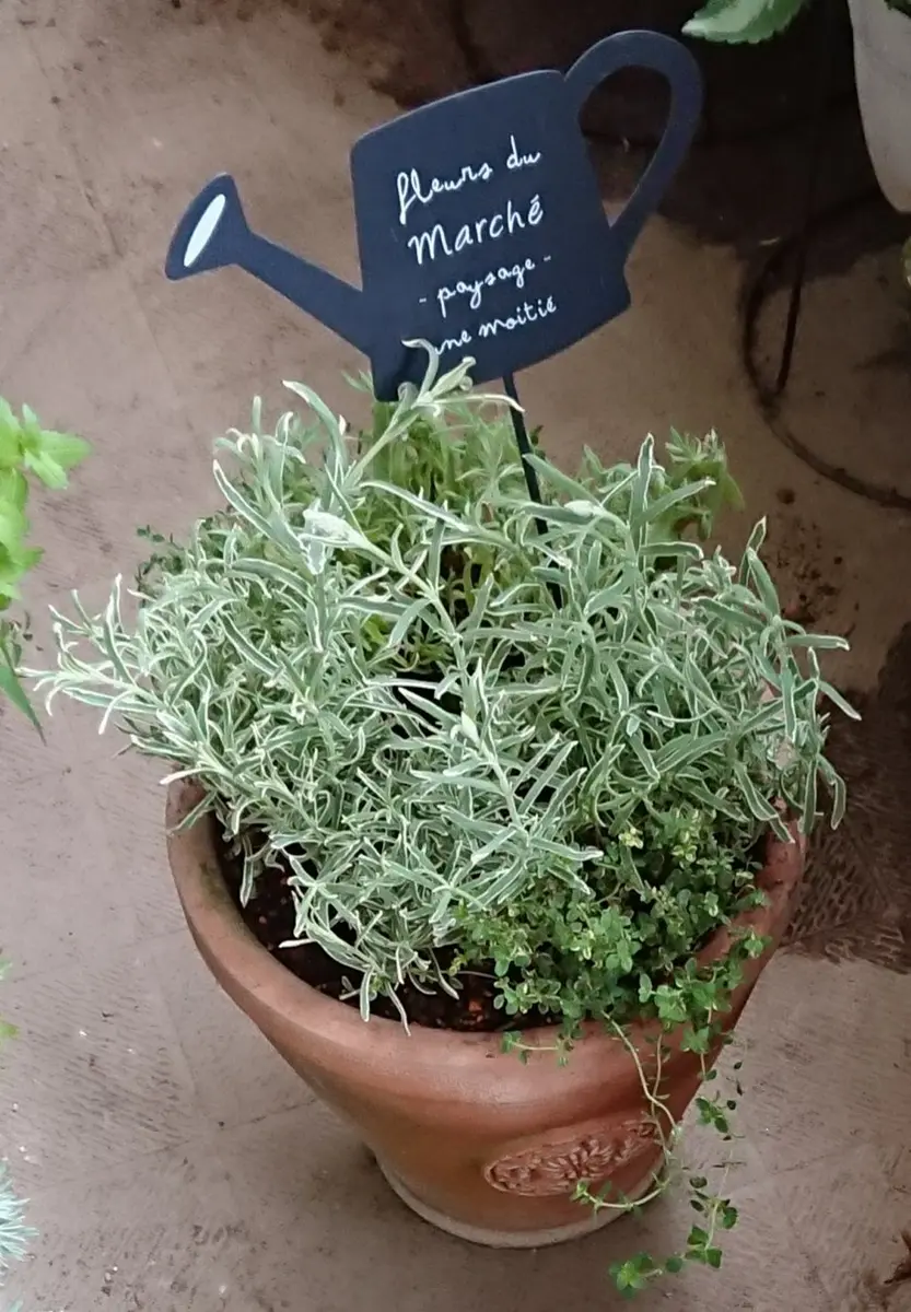 爽やか色の春の寄せ植え | ポケットの中の幸せ