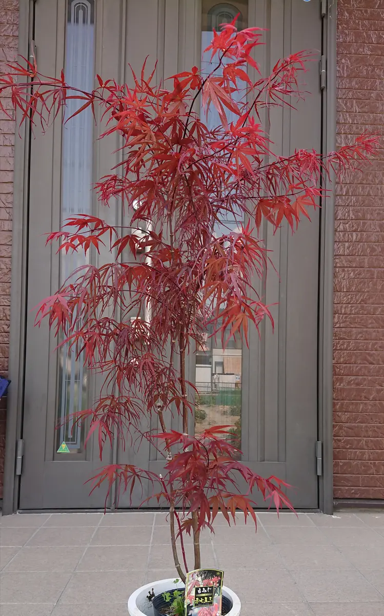赤七五三「モミジ」のアルバム-みんなの趣味の園芸1624381