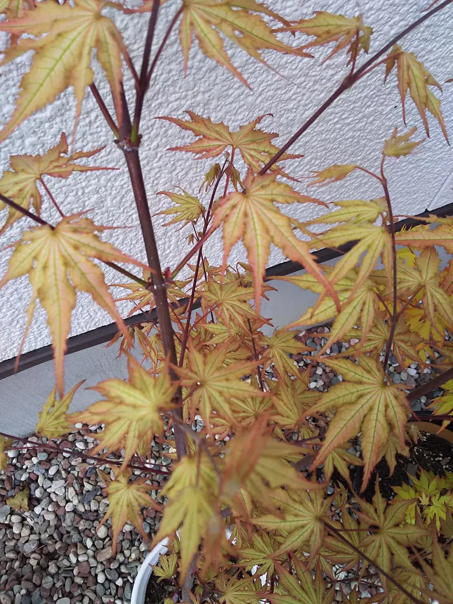 赤鴫立沢「モミジ」のアルバム-みんなの趣味の園芸581226