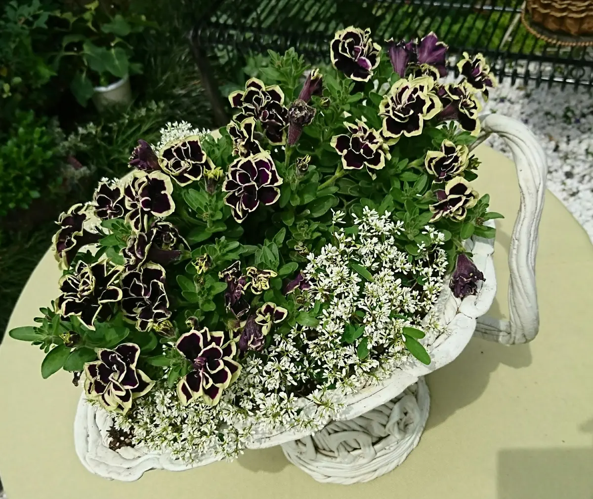 ペチュニア【花衣黒真珠】とユーフォル「蝶が立ち寄る寄せ植え」の