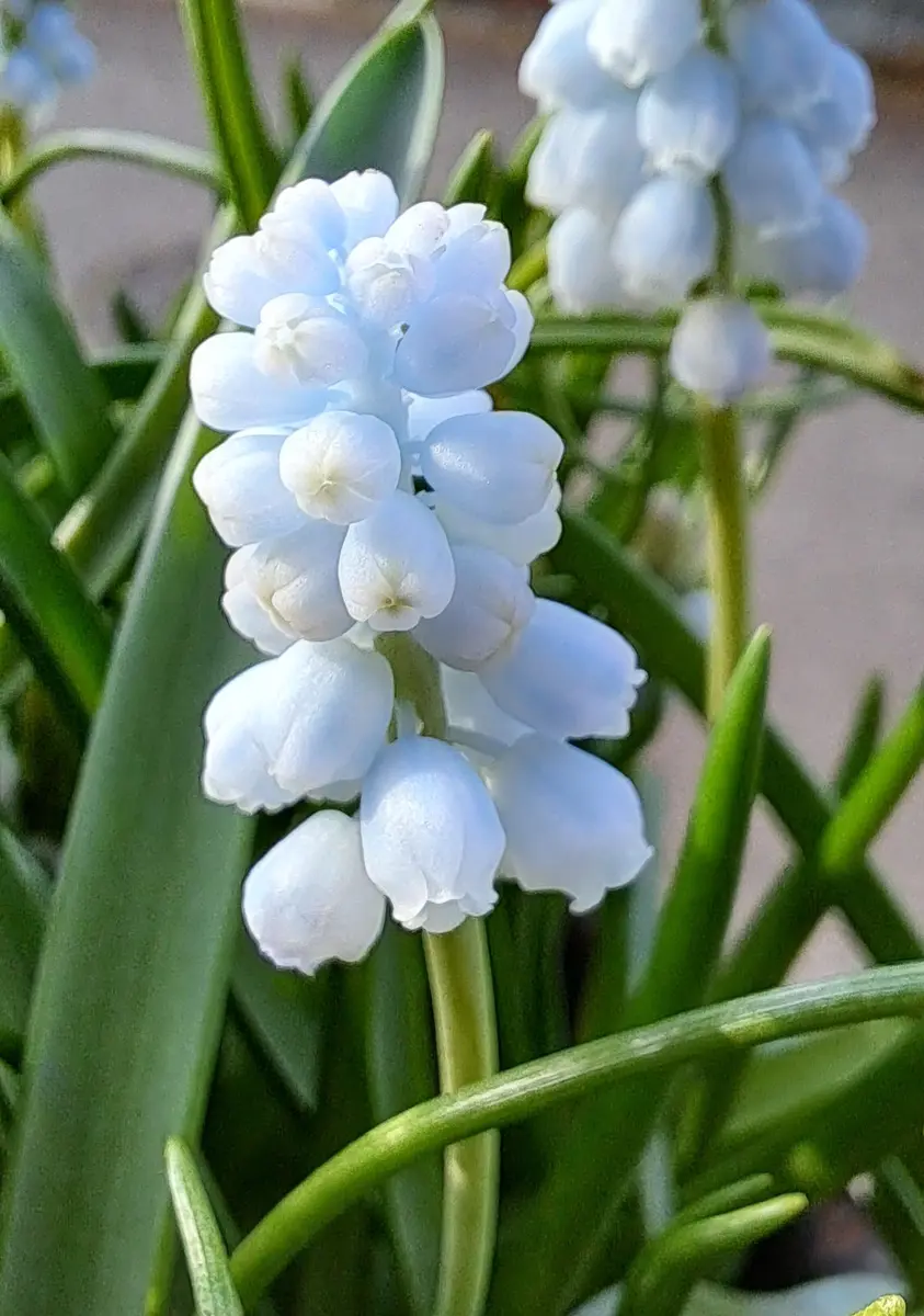 💚ミントカラーのムスカリ💚爽やかな色「✿四季に咲く庭や畑の花