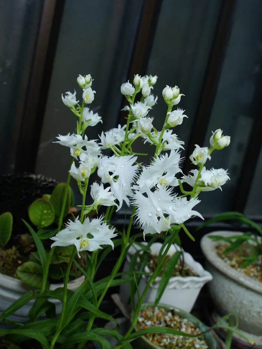 今年購入したサギ草 飛翔「蘭」のアルバム-みんなの趣味の園芸120574