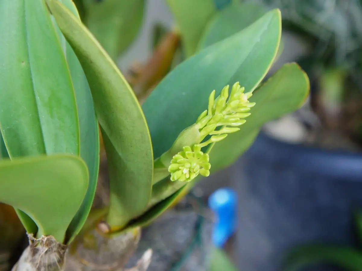 img_cache_a_2090_1_1485524644_