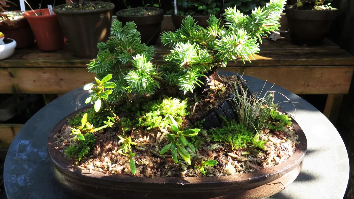 杜松とさつき「四方の春」の寄せ植え 2「チャレンジ！度胸だけの