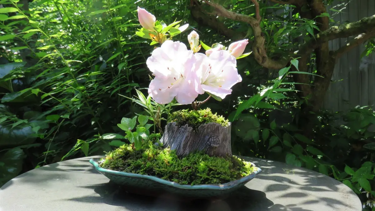 さつき「四方の春」が景木の寄せ植え 2...「チャレンジ！度胸だけの 
