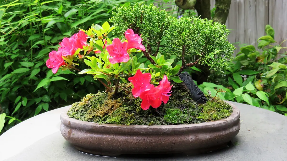 真柏と深山霧島ツツジ「紅小町」の寄せ「チャレンジ！度胸だけの