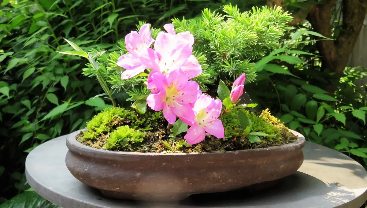 杜松とさつき「四方の春」の寄せ植え 2「チャレンジ！度胸