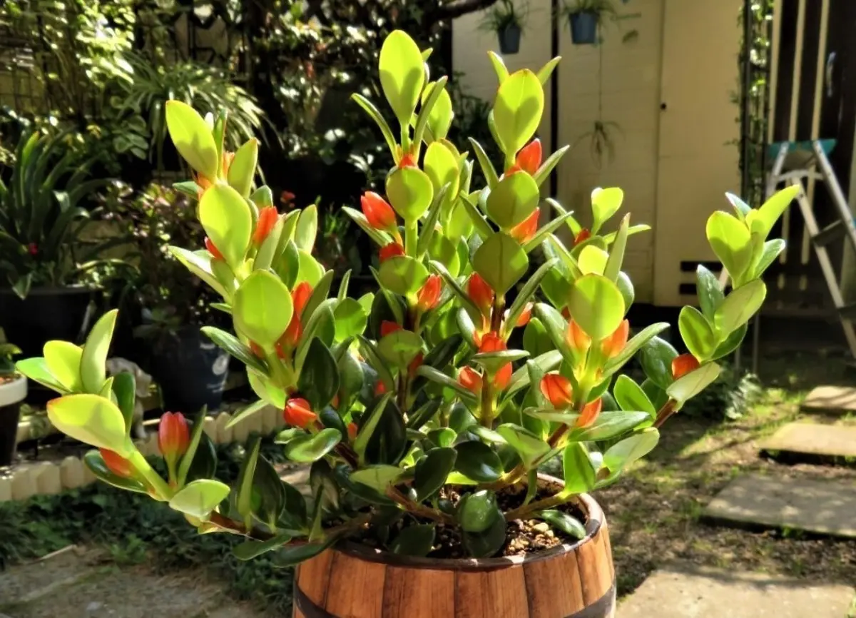 イワタバコ　コルムネア 今日仲間入りしたコルムネア(イワタバコ「🍂我家の観葉植物＆ラン