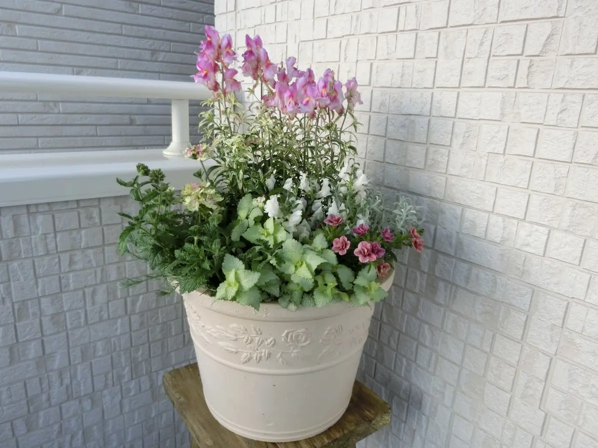 春から夏まで楽しめる優しい色の寄せ植「寄せ植え2017春」の