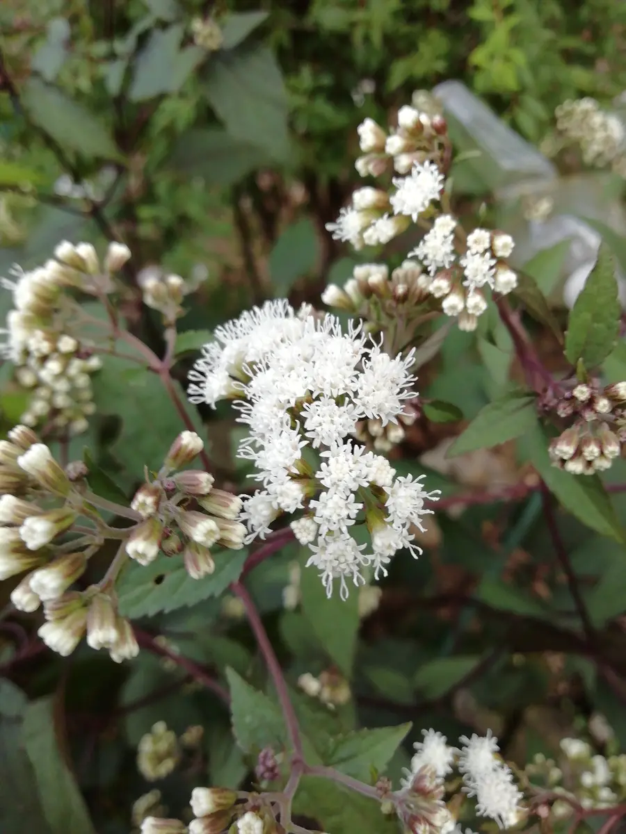 銅葉フジバカマ「ココのお庭の花と山野草」のアルバム-みんなの趣味の