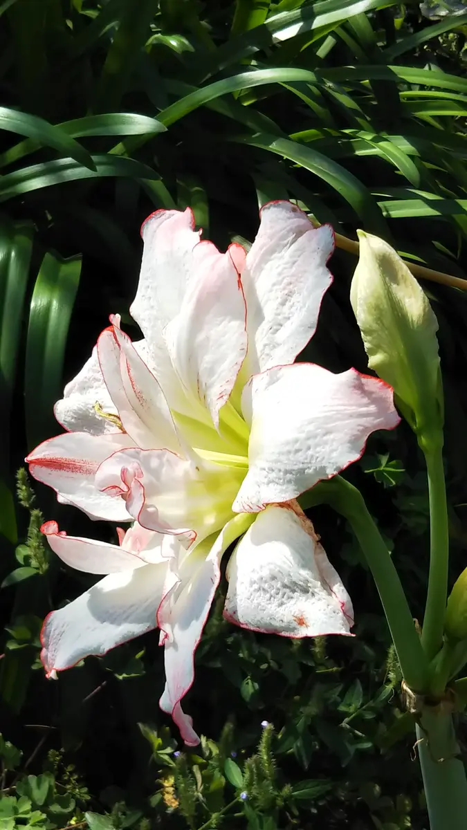 カサブランカさま　おまとめ カサブランカ様 リクエスト 2点 まとめ商品