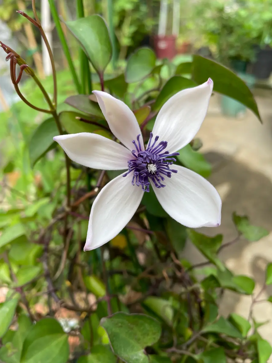 ジョンポール22年生クレマチス