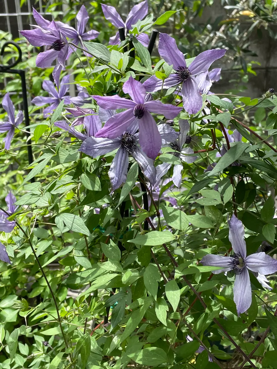 ジョンポール２　２年生　クレマチス ジョンポール22年生クレマチス