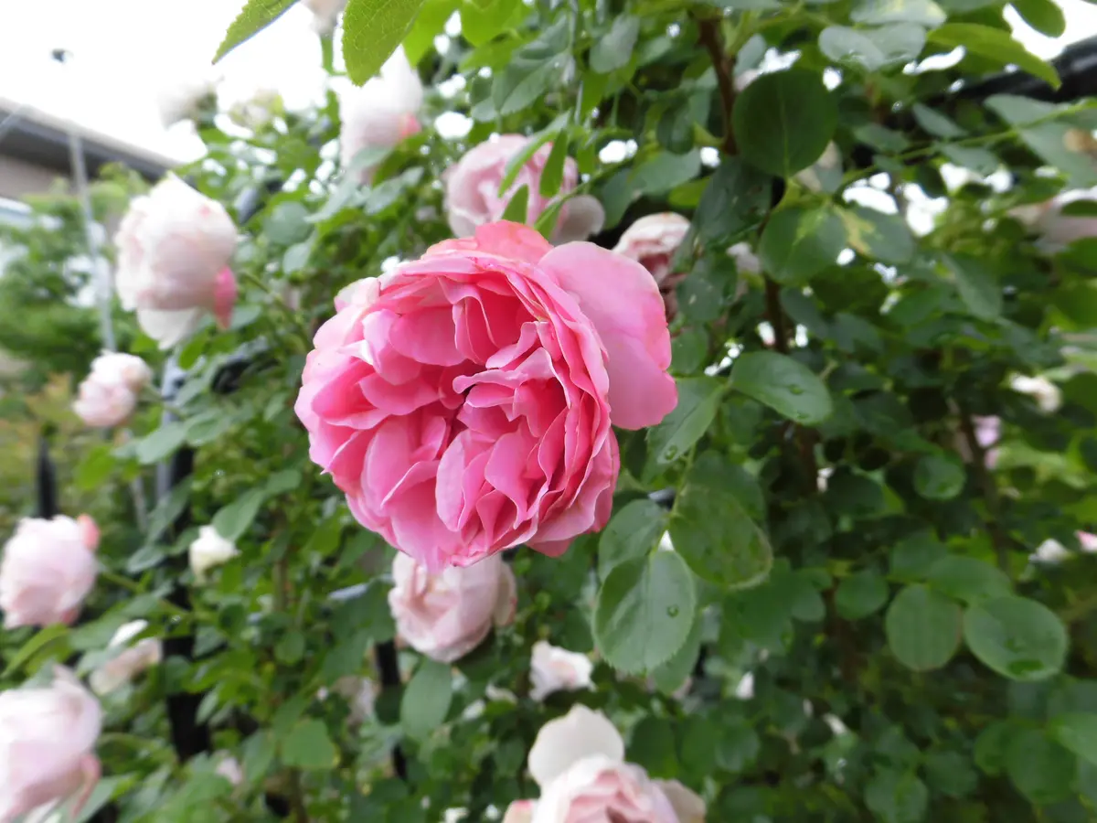ニコラウス・コペルニクス CLアント 天使の薔薇ローズガーデンにようこそvol 1 のアルバム-908400