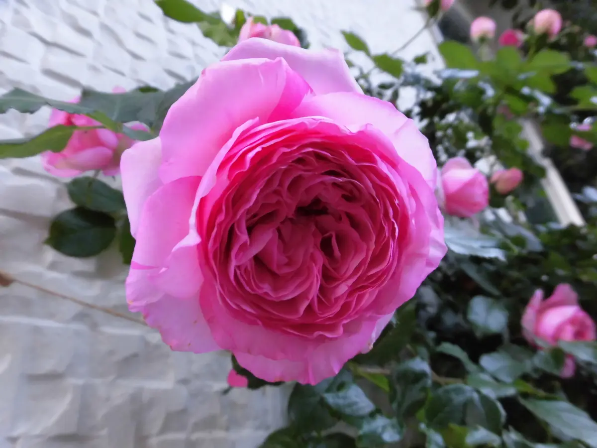★レア！　Blum　シェリ・ブラム　バラ／ゲル加工／rose/ローズ/バラ/薔薇 幻のバラシェリー。ロゼピエールドゥ「天使の薔薇ローズガーデンに