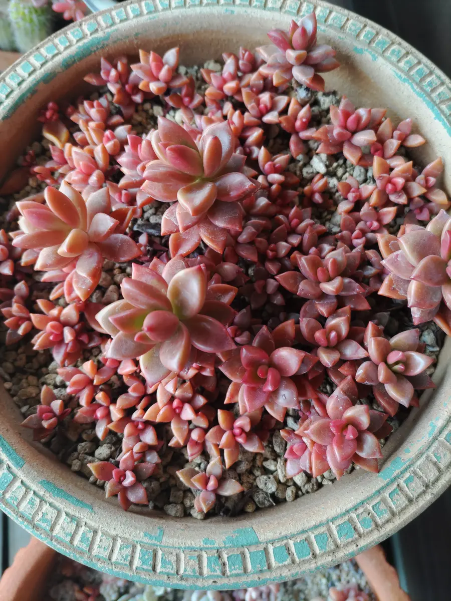 Top【選抜株】多肉植物　264181ブロンズ フェイス　63個　鉢無し/脱土 ブロンズ姫丼「多肉たち🎵」のアルバム-みんなの趣味の園芸2160705