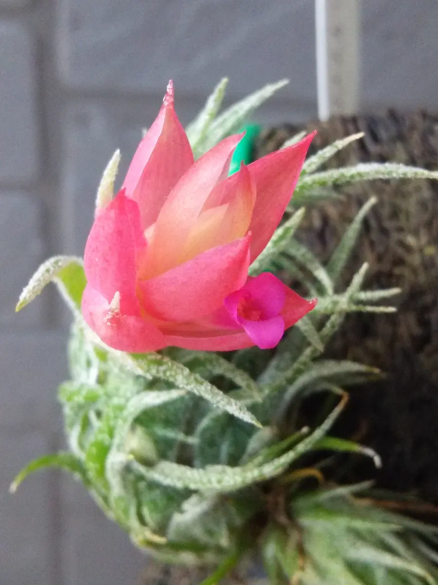 スプレンゲリアナ「チランジア」のアルバム-みんなの趣味の園芸470236