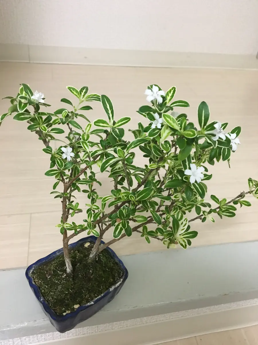 ハクチョウゲ白丁花の白い花が咲いた「ミニ盆栽」のアルバム