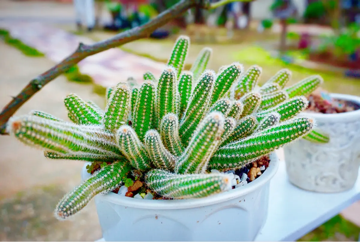 白檀さぼてんと多肉植物の寄せ植え サボテン白檀「2017年~2020年多肉