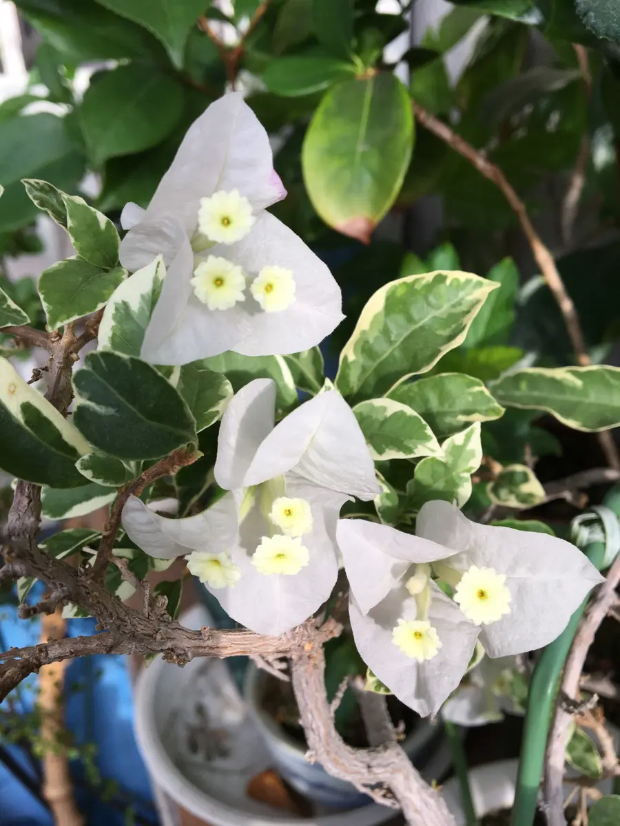 ブーゲンビリアサンデリアーナホワイト「大好きな花たち」のアルバム