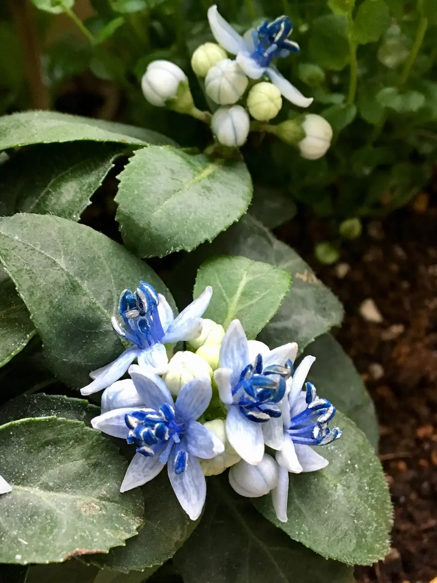 常山アジサイディクロア『碧の瞳』「大好きな花たち」のアルバム