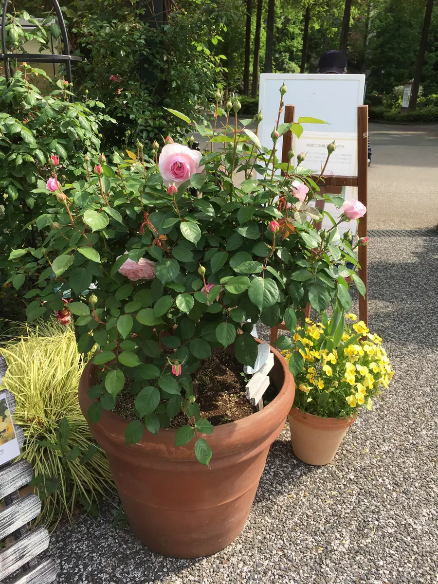 ER.オリビア・ローズ・オースチンの鉢「薔薇のフォト