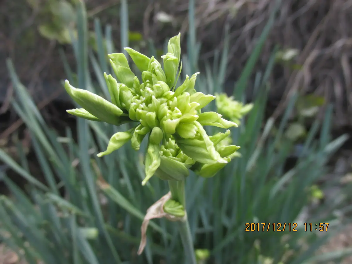 日本水仙・石化緑八重多弁花》「散歩の途中で・・・」のアルバム