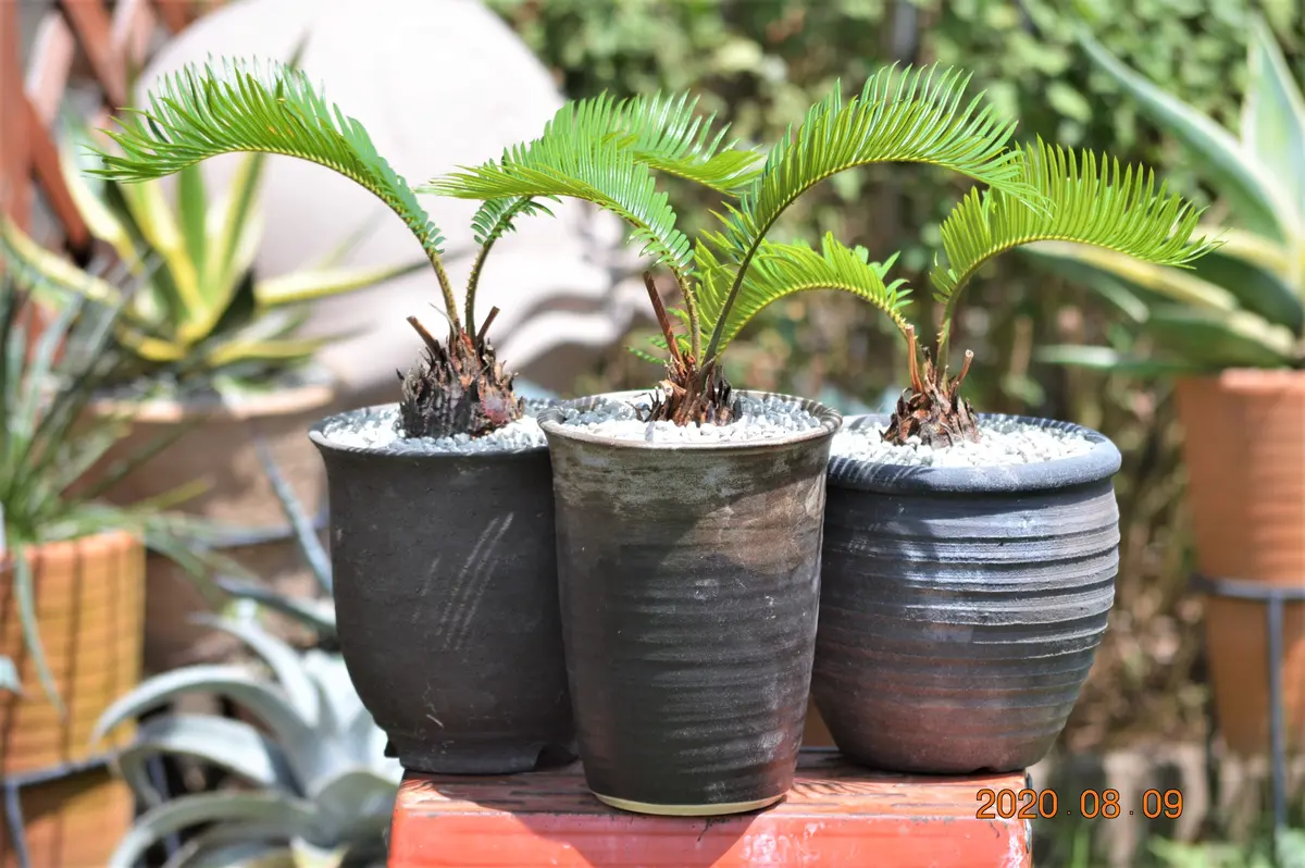 2020/8/9撮影ソテツ「鉢植えの植物」のアルバム-みんなの趣味の園芸1186594
