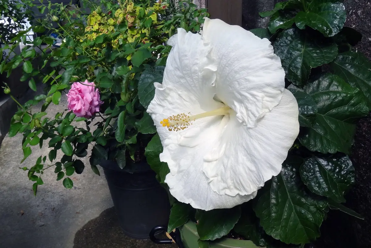 ハイビスカス・バイロンメッツ大きくて「バラ以外の花と草木🌸」の