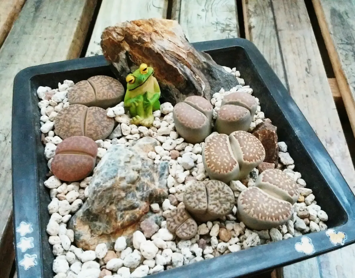 リトープス 原生地風の寄せ植え(≧∇≦*)「リトープス